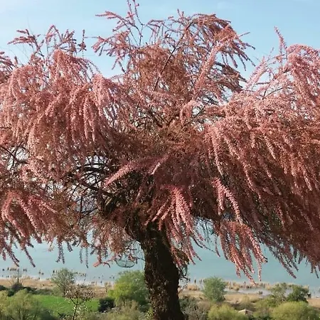Torre Del Lago Trasimeno